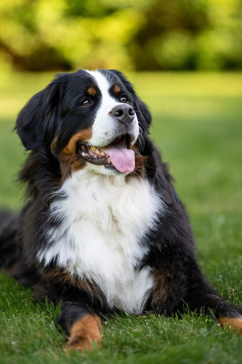 Foster a dog