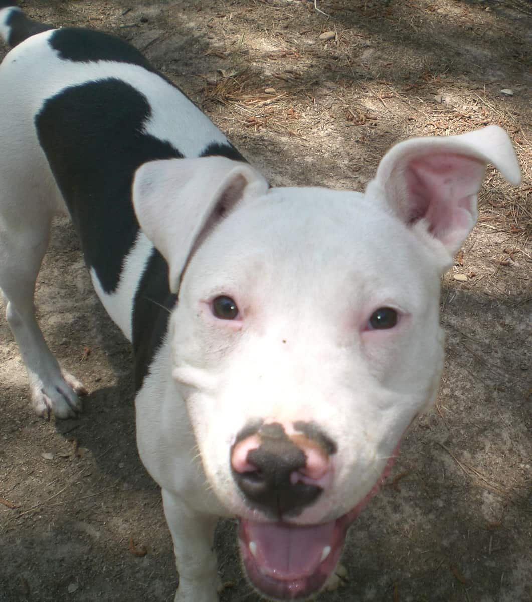 Meet our available dogs